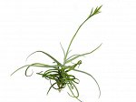Tillandsia Reichenbachii