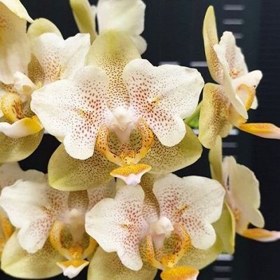 Красивейшие сорта орхидей и растений в наличии — Редкие сорта орхидей в наличии (не цветущие)