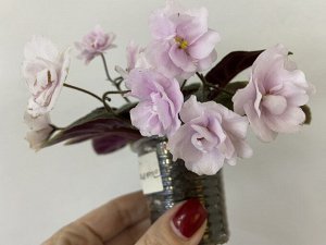 Сенполия DS-Невеста розовый спорт, цветущий стартер