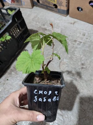 Смородина черная Забава, саженец