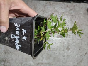 Курильский чай Элизабет, саженец