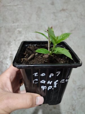 Саженцы Гортензия Сандей фрайз
