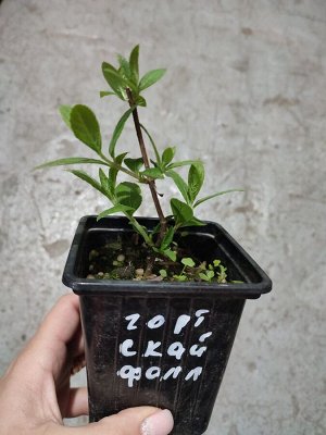 Гортензия Скай фолл