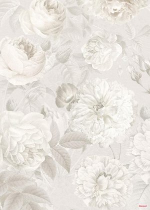 Nuance 184 x 248 cm на флизелиновой основе,«Центифолия Мускоза», более известная как столепестковая роза, - идеальная красота, детали которой особенно выигрышно смотрятся на серо-белых фотообоях.
