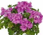 Пеларгония Toscana Primo Amethyst /ЧЕРЕНОК
