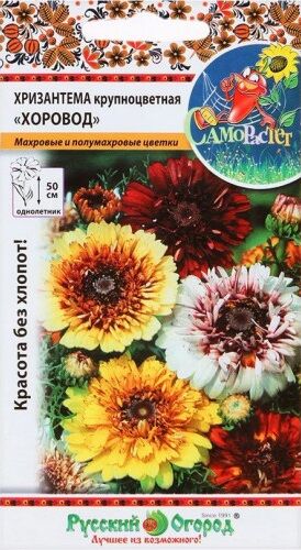 Хризантема Хоровод смесь (Код: 6601)