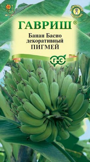 Банан декоративный Пигмей (Код: 13211)