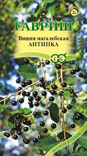 Вишня махалебская Антипка (Код: 79931)