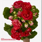 Уникальная коллекция комнатных растений