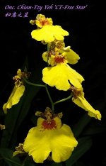 Onc. Chian-Tzy Yeh &#039;CT-Free Star&#039; 