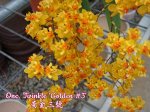 Onc. Twinkle &#039;Golden #3&#039; 