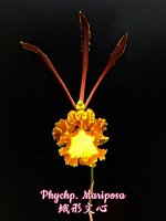 Phychp. Mariposa 