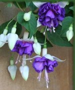 Фуксия Pinto de Blue /ЧЕРЕНОК