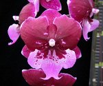 Phal. Chia Shing Hot Kiss&#039;256&#039; 