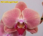 Phal. Golden Apple &#039;Brazil&#039; MC