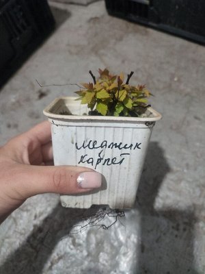 Спирея Меджик карпет, саженец