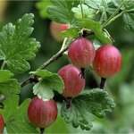 Саженцы 2024: Ягодные и плодовые кустарники 🍇