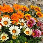ОДНОЛЕТНИЕ и многолетние цветы🌸 от Виктории. Платим сразу