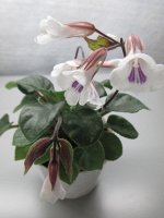 Дейностигма тамиана (Deinostigma tamiana), ДЕТКА. (Прежние названия - Primulina tamiana, Chirita tamiana)