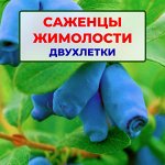 Жимолость. Трехлетки
