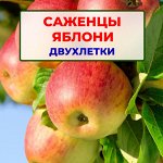 Яблони двухлетки ОКС