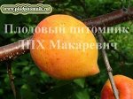 Абрикос Академик (2-х летний саженец )