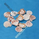 Бусины Морские Ракушки Окрашенные