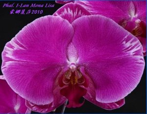 Phal. I-Lan Mona lisa 