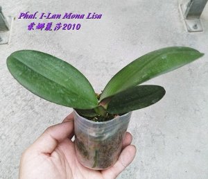 Phal. I-Lan Mona lisa 