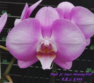 Phal. JC Stars Shining'848' 