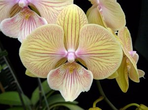 Phal. JC Starts Shining 