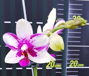 Phal. Jiaho Summer Love 