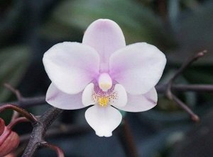 Phal. Jiaho's Pink Girl ароматный