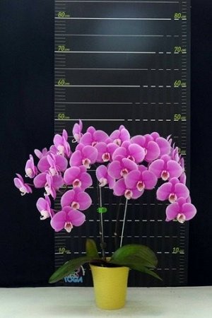 Phal. Jincheng Lover 'White Lip' ? Phal. Little Gem Stripes 