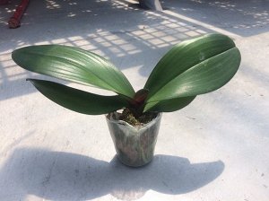 Phal. Jincheng Lover 'White Lip' ? Phal. Little Gem Stripes 