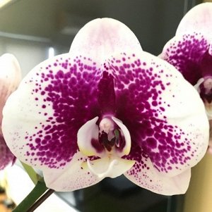 Phal. Jincheng Lover ? Phal. Fuller's Purple Queen 