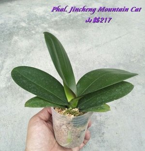 Phal. Jincheng Mountain Cat 