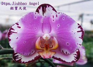 Phal. Jiuhbao Angel (MC)