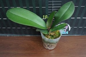 Phal. Jiuhbao Angel (MC)