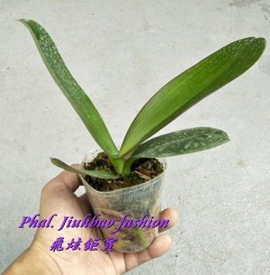 Phal. Jiuhbao fashion 