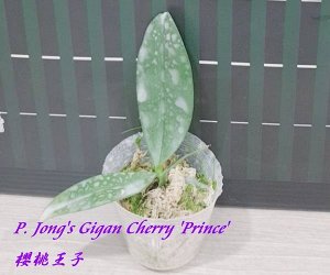 Phal. Jong's Gigan Cherry 'Prince' 