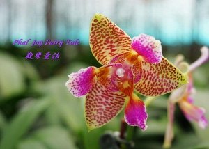 Phal. Joy Fairy Tale ароматный