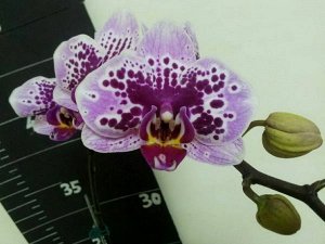 Phal. KC Perky ? Phal. Brother Matou Tris '5092' (MC)