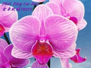 Phal. King Car Rose 