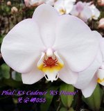 Phal. KS Cadence &#039;KS Diana&#039; 