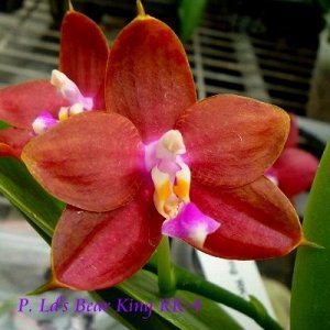 Phal. LD's Bear King RK-4 