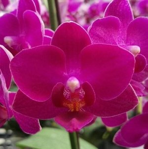 Phal. Lianher Happy Star '18' 