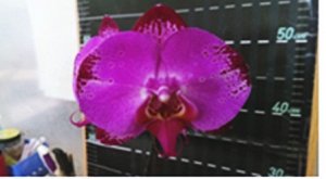 Phal. Lianher'227-1' 