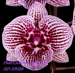 Phal. Lioulin Lovely Lip 
