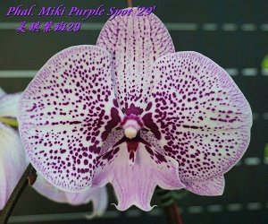 Phal. Miki Purple Spot '29' 